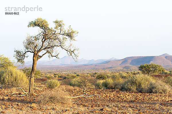 Ein einzelner Baum steht in einer trockenen  weiten Landschaft in der Region Kunene  Namibia