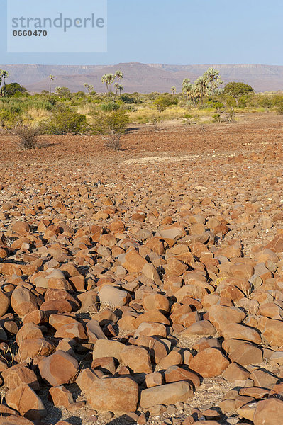 Trockene Landschaft bei Palmwag  Region Kunene  Namibia