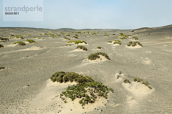 Sanddünen mit spärlicher Vegetation  Skelettküsten-Nationalpark  Region Khomas  Namibia