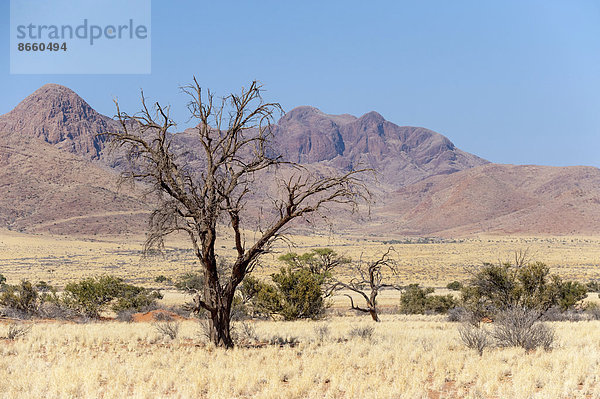 Landschaft mit kahlem Baum  trockenem Gras und Bergen  Region Hardap  Namibia