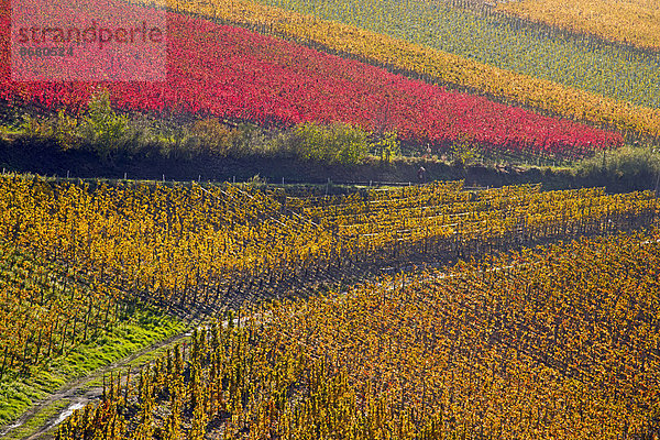 Weinberge im Herbst  Mayschoß  Rotweinanbaugebiet Ahrtal  hier wird Rotwein der Spätburgunder und Portugieser Traube angebaut  Eifel  Rheinland-Pfalz  Deutschland