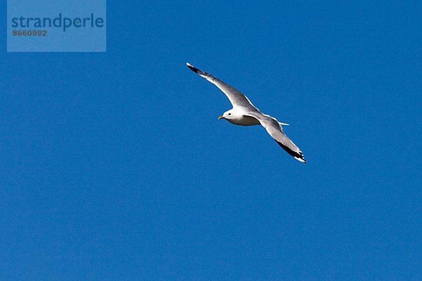 Möwe im Flug