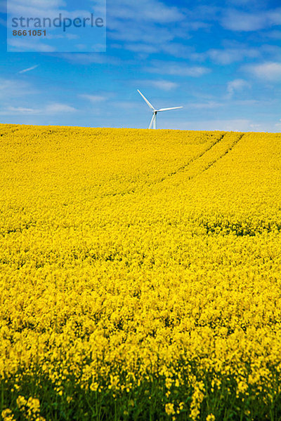 Windturbine Windrad Windräder Blume Hintergrund Feld Skane län Raps Brassica napus Schweden