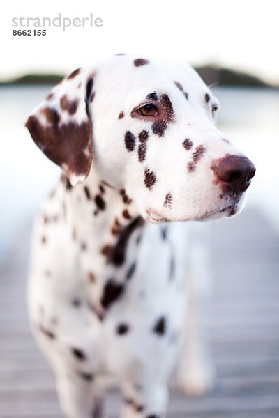 sehen  Hund  wegsehen  Reise  Dalmatiner