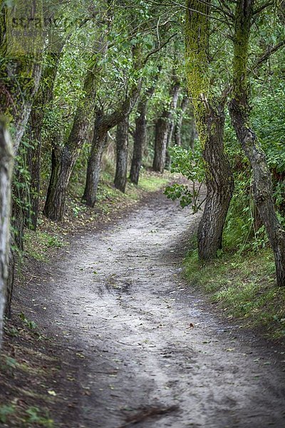 Waldweg in der Noramdie  Frankreich