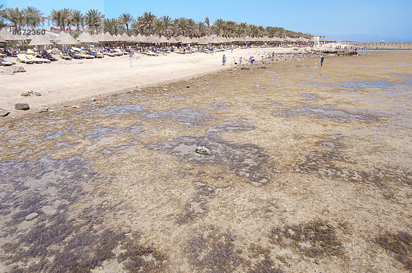 Ebbe am Korallenstrand  Sharm el-Sheikh  Gouvernement Sinai Süd  Ägypten