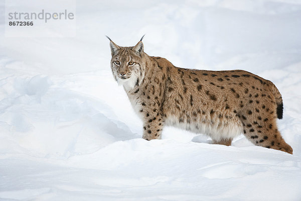 Eurasischer Luchs  Nordluchs (Lynx lynx) steht im Schnee  Tierfreigelände Nationalpark Bayerischer Wald  Bayern  Deutschland