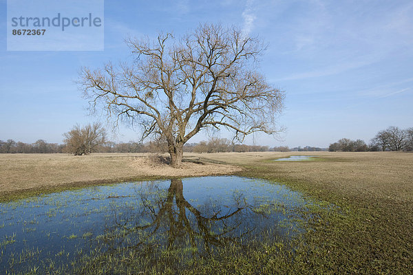 Elbwiese und Weide (Salix spec.)  nach der Schneeschmelze  bei Dessau-Roßlau  Biosphärenreservat Mittelelbe  Sachsen-Anhalt  Deutschland