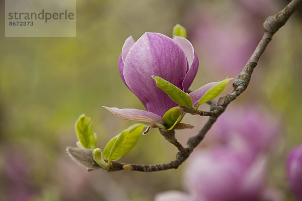 Tulpen-Magnolie (Magnolia x soulangeana)  blühend  Thüringen  Deutschland