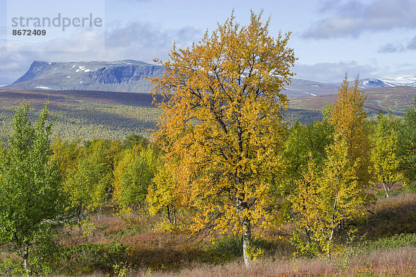 Herbstlich gefärbte Birken  Vindelfjällen  Västerbottens län  Schweden