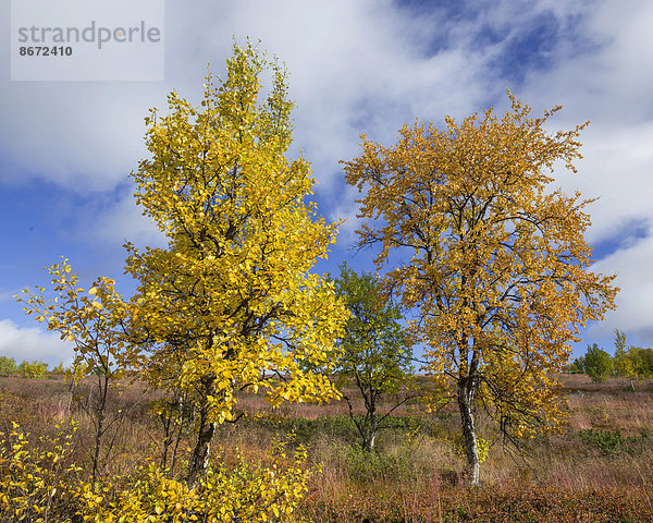 Herbstlich gefärbte Birken  Vindelfjällen  Västerbottens län  Schweden