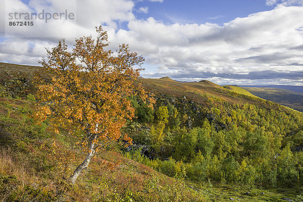 Birke in Herbstfärbung  Vindelfjällen  Västerbottens län  Schweden