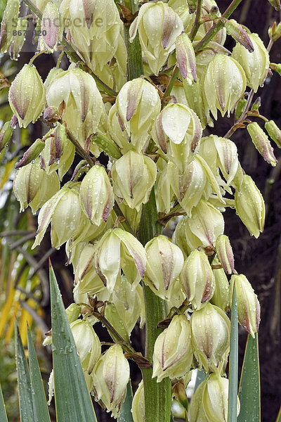 Pflanzenblatt Pflanzenblätter Blatt Regen Löffel Yucca rostrata spanisch Schweiz
