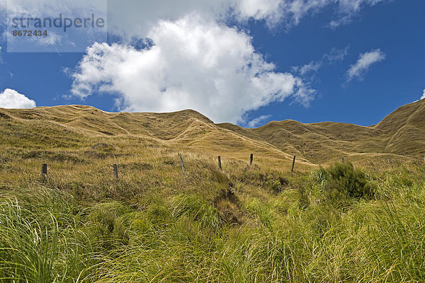 Hügellandschaft bei Mahia  Mahia Halbinsel  Region Hawkes Bay  Nordinsel  Neuseeland