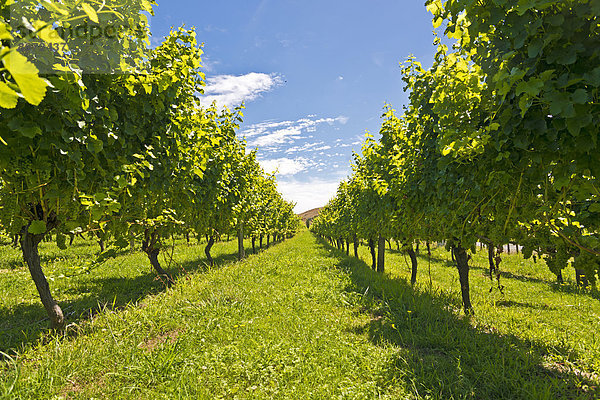 Weinstöcke auf einem Weinberg  bei Gisborne  East Cape  Nordinsel  Neuseeland