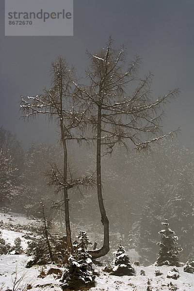 Europäische Lärchen (Larix decidua) bei Nebel im Winter  Bründlalm  Achenkirch  Tirol  Österreich
