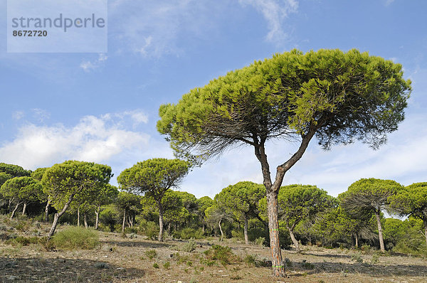 Pinienwald  Naturpark La Breña y Marismas del Barbate  Barbate  Provinz Cadiz  Costa de la Luz  Andalusien  Spanien