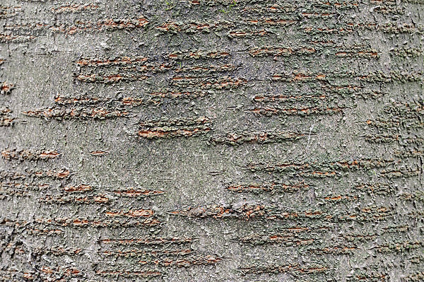 Vogel-Kirsche (Prunus avium)  Rinde  Nordrhein-Westfalen  Deutschland
