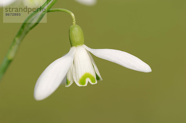 Kleines Schneeglöckchen oder Gewöhnliches Schneeglöckchen (Galanthus nivalis)  Blüte  Nordrhein-Westfalen  Deutschland