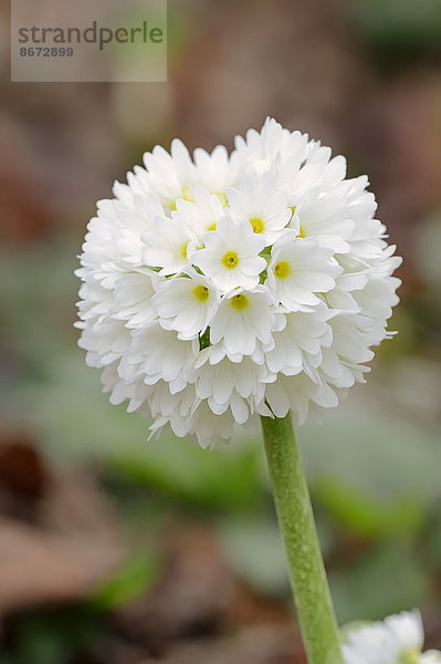 'Kugel-Primel  Kugelprimel  Sorte Alba (Primula denticulata ''Alba'')  Blüte  Deutschland'