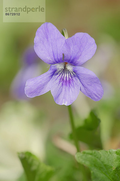 Wald-Veilchen (Viola reichenbachiana  Viola silvestris)  Blüte  Nordrhein-Westfalen  Deutschland