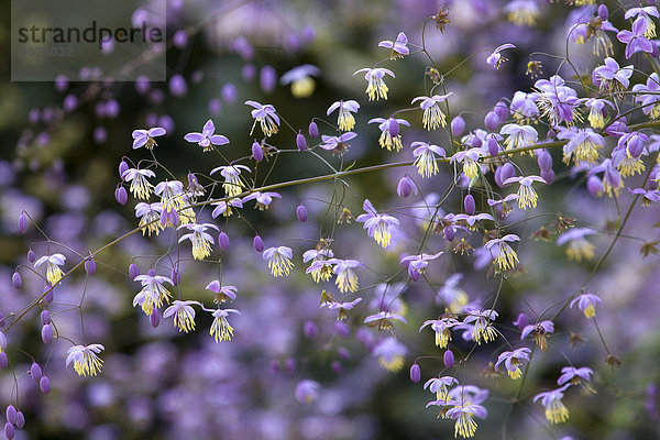 Prächtige Wiesenraute (Thalictrum rochebruneanum)  Blüten  Schleswig-Holstein  Deutschland