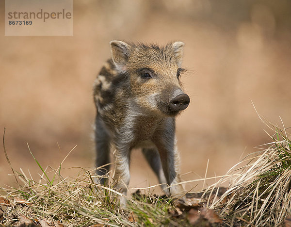 Wildschwein (Sus scrofa)  Frischling  captive  Nordrhein-Westfalen  Deutschland