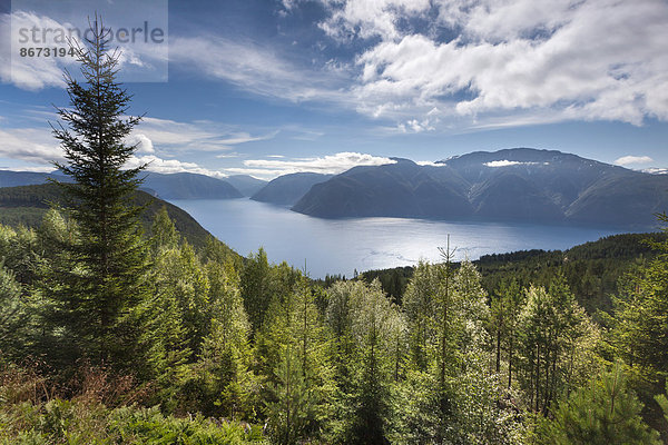 Sognefjord bei Kaupanger  Sogn og Fjordane  Norwegen