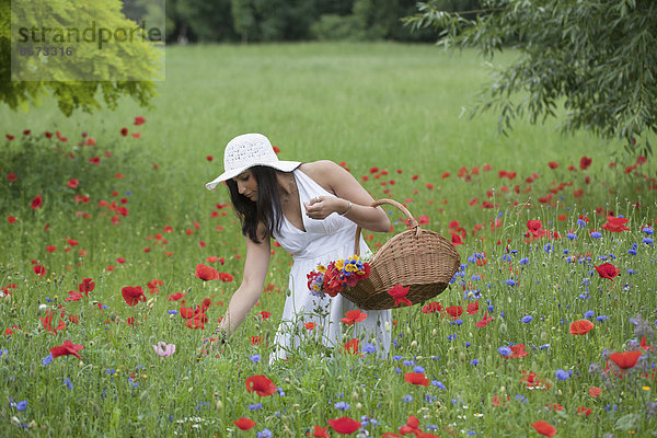 Frau im weißen Sommerkleid pflückt Blumen  Niedersachsen  Deutschland