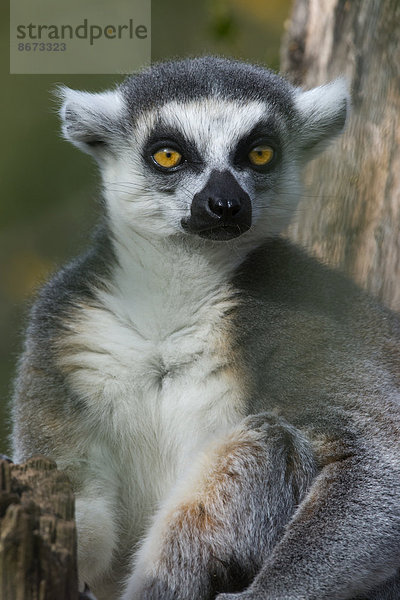 Katta (Lemur catta)  Tierpark Sainte-Croix  Lothringen  Frankreich