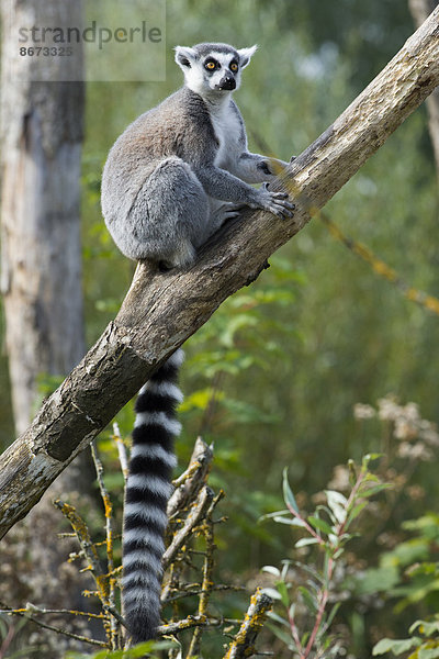 Katta (Lemur catta)  Tierpark Sainte-Croix  Lothringen  Frankreich