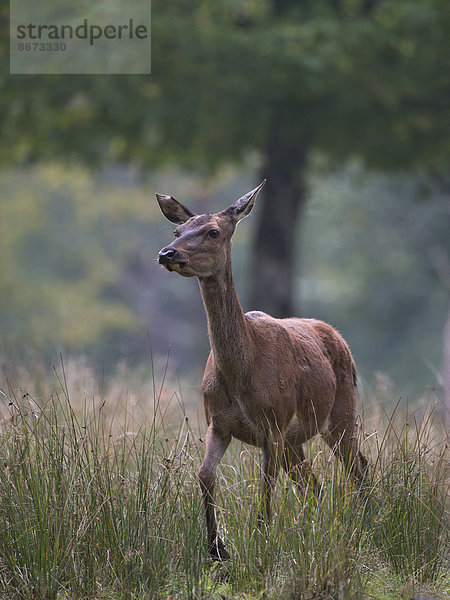 Rothirsch (Cervus elaphus)  Tierpark Sainte-Croix  Lothringen  Frankreich