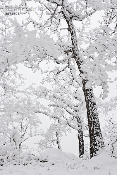 Wald im Winter  mit Schnee und Raureif bedeckte Bäume  Roßtrappe  Thale  Sachsen-Anhalt  Deutschland