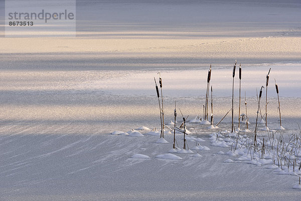 Rohrkolben (Typha) in einem zugefrorenen See  Treseburg  Sachsen-Anhalt  Deutschland