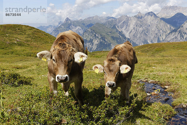 Kühe auf Almwiese am Sonnenkopf  Eisentaler Gruppe  Verwall  hinten Lechquellengebirge  Vorarlberg  Österreich