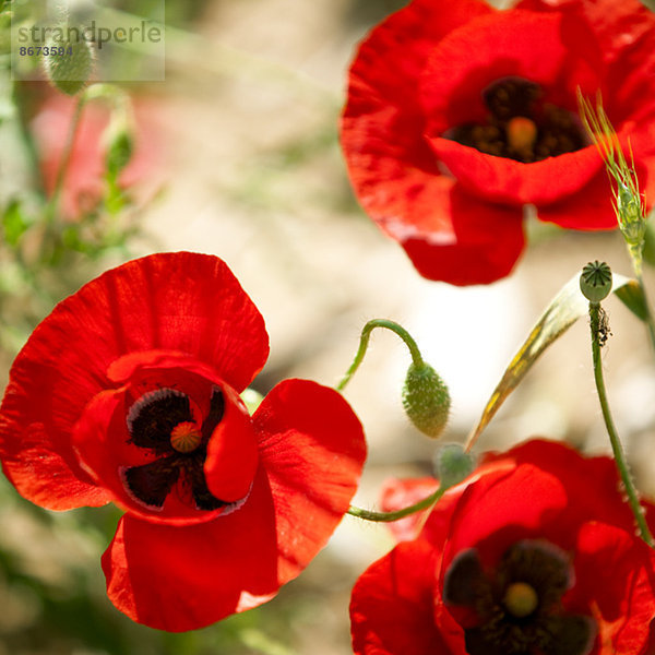 Nahaufnahme von roten Mohnblumen