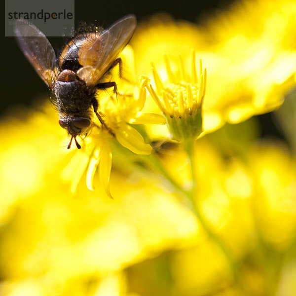 Extreme Nahaufnahme der Fliege auf gelber Blüte