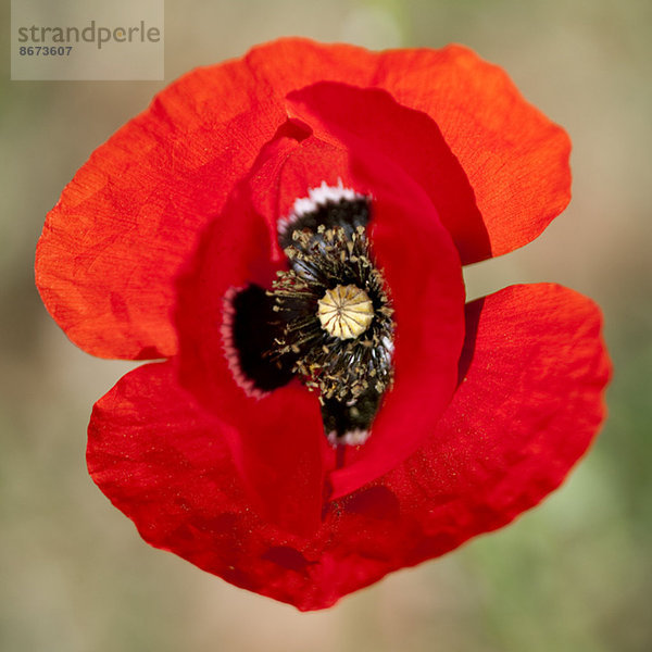 Extreme Nahaufnahme der roten Mohnblume