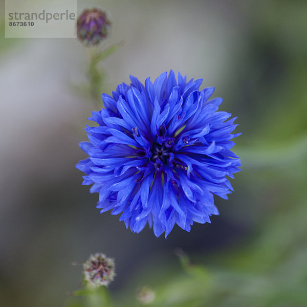 Nahaufnahme der blauen Kornblume