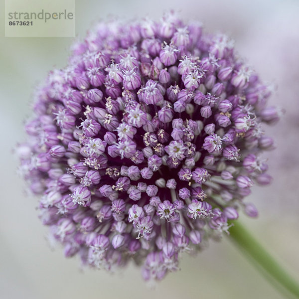 Nahaufnahme der violetten Aliumblüte