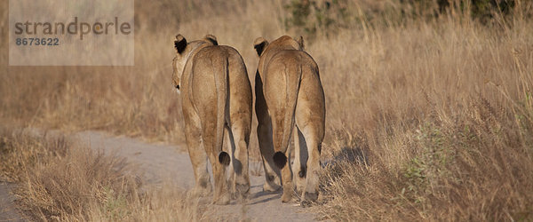 Löwen auf dem Feldweg