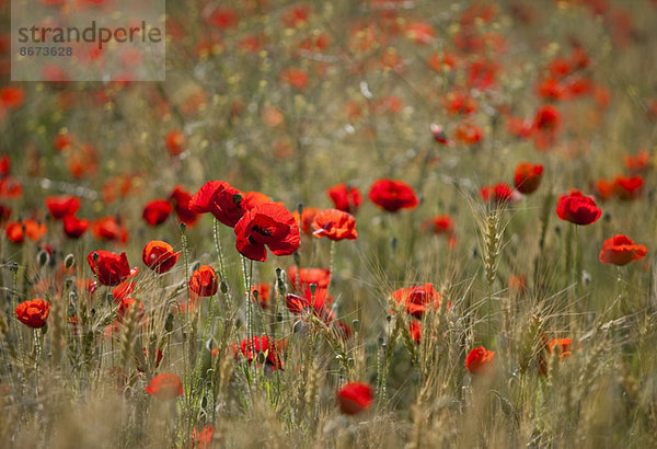 Feld mit roten Mohnblumen