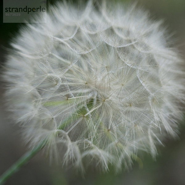 Nahaufnahme der Löwenzahnblume