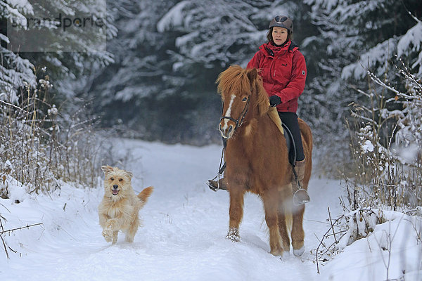 Reiterin auf Isländer mit Hund im Schnee  Hagen  Nordrhein-Westfalen  Deutschland