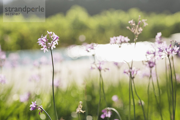 Nahaufnahme von violetten Blüten auf dem Feld