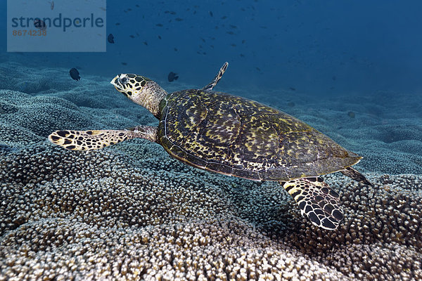 Wasserschildkröte Schildkröte über schwimmen Echte Karettschildkröte Karettschildkröten Eretmochelys imbricata Oman Riff