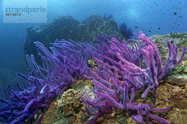 Purpurrote Katzenschwanz-Koralle oder Rutengorgonie (Ellisella sp.)  auf Korallenriff  Daymaniyat Inseln Naturreservat  Provinz al-Batina  Sultanat von Oman