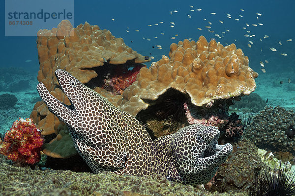 Zwei Große Netzmuränen (Gymnothorax favagineus  Gymnothorax permistus) schauen aus Korallenriff  Daymaniyat Inseln Naturreservat  Provinz al-Batina  Sultanat von Oman