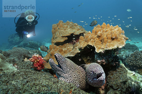 Taucher beobachtet zwei Große Netzmuränen (Gymnothorax favagineus  Gymnothorax permistus) die aus Korallenriff schauen  Daymaniyat Inseln Naturreservat  Provinz al-Batina  Sultanat von Oman