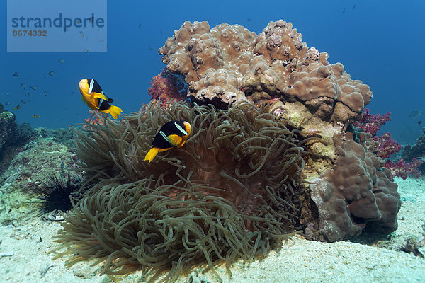 Clarks Anemonenfische (Amphiprion clarkii)  auf Korallenriff mit Lederanemone (Heteractis crispa)  Daymaniyat Inseln Naturreservat  Provinz al-Batina  Sultanat von Oman